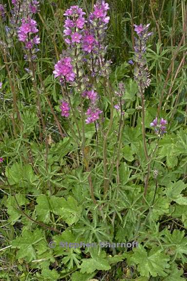 sidalcea oregana ssp oregana 2 graphic